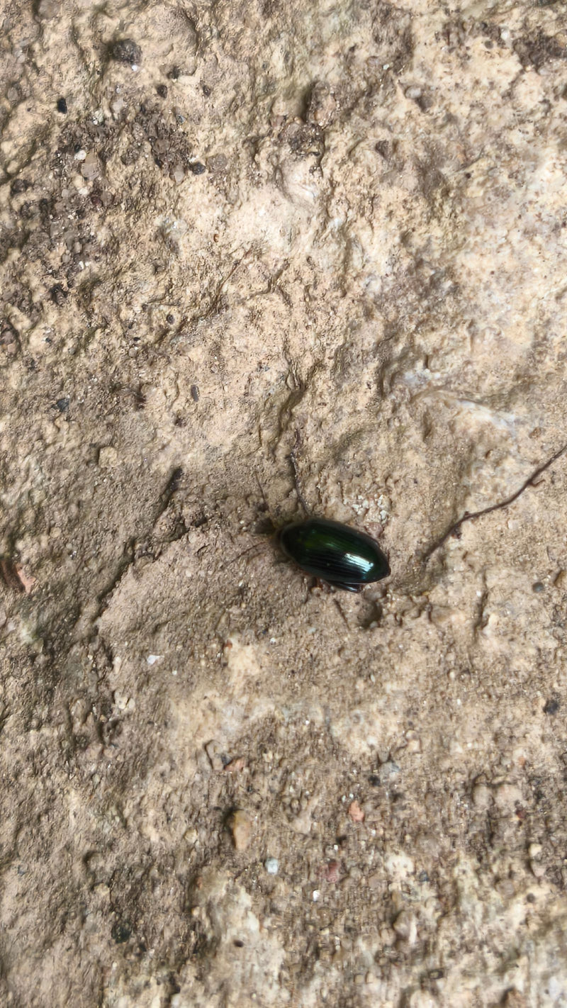 Coléoptères des feuilles (genre Chrysolina) — photo 1 sur 6