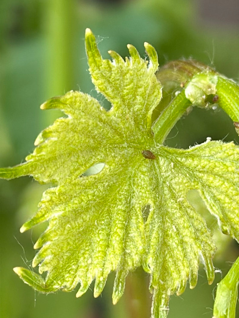 Un petit puceron est posé sur le dessus d'une feuille verte. L'insecte est bien visible.