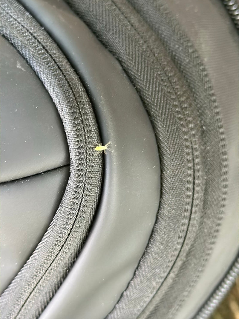 Un petit puceron vert clair est posé sur une surface textile sombre avec une couture. L'insecte est bien visible.