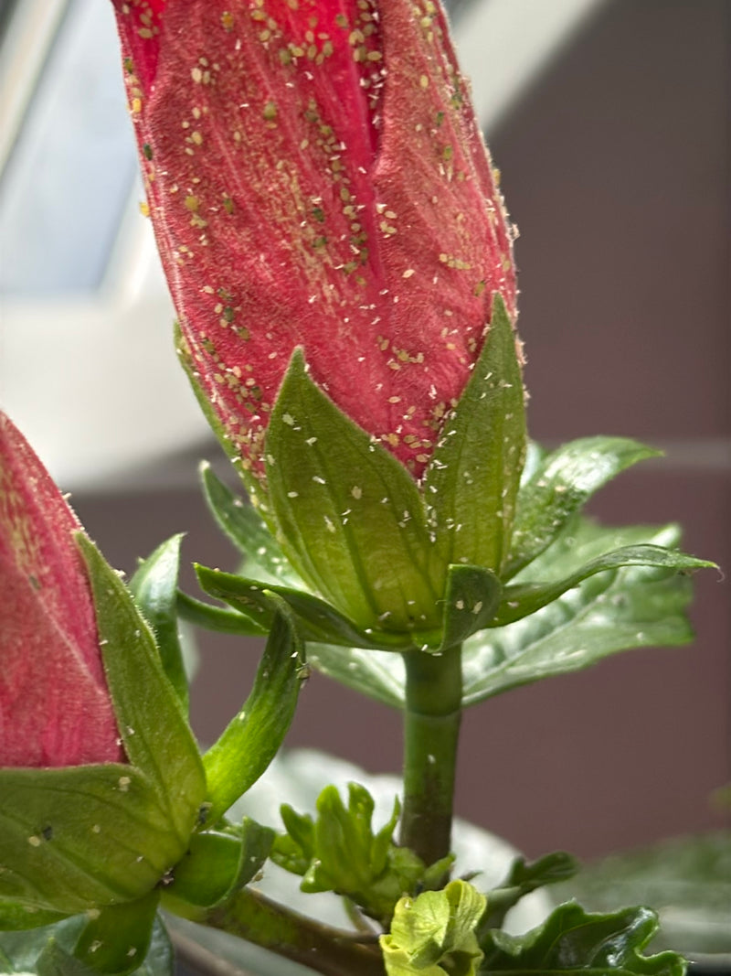 De nombreux petits pucerons sont assis en touffe sur le bouton floral rouge et les sépales verts d'une plante.
