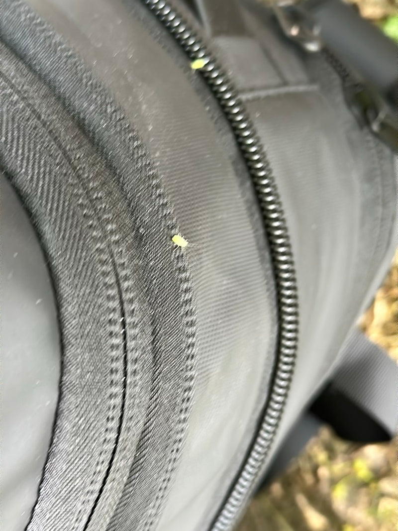 Un petit puceron est assis sur un tissu textile sombre avec une fermeture éclair. L'insecte est minuscule et à peine reconnaissable.