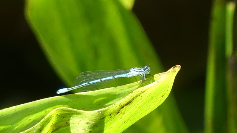 Libellule à plumes bleues — Bild 1