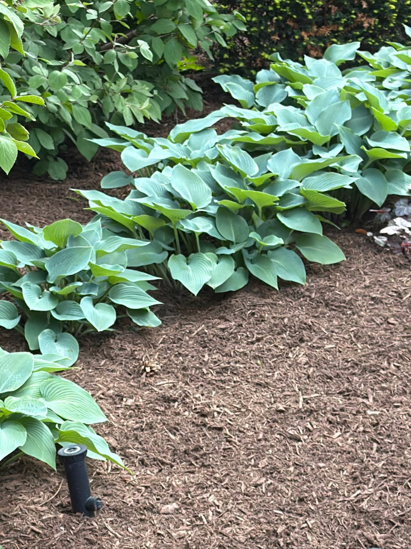 Hosta bleu — Bild 1