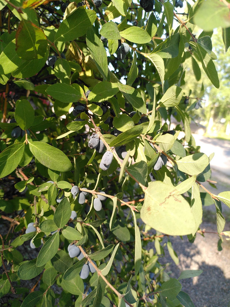 L'image montre des feuilles vertes et des baies bleues allongées de chèvrefeuille sur des branches arbustives. La plante est à l'extérieur à la lumière du jour.