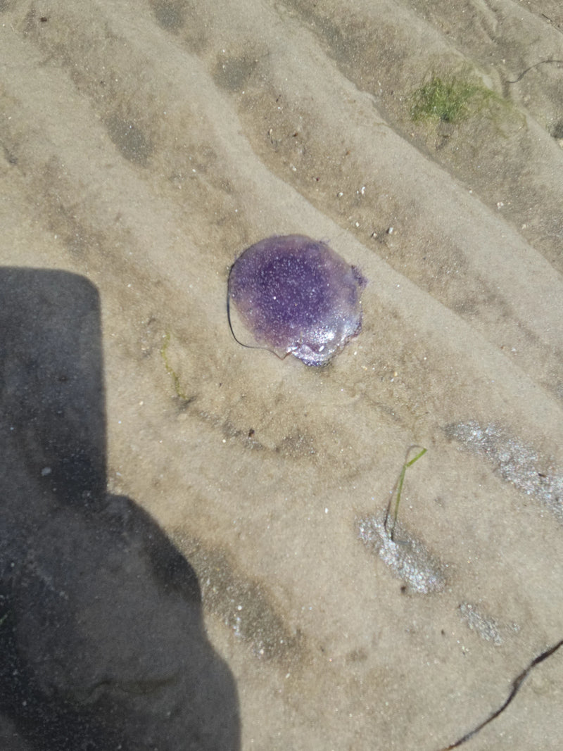 Méduse d'ortie bleue — Bild 2