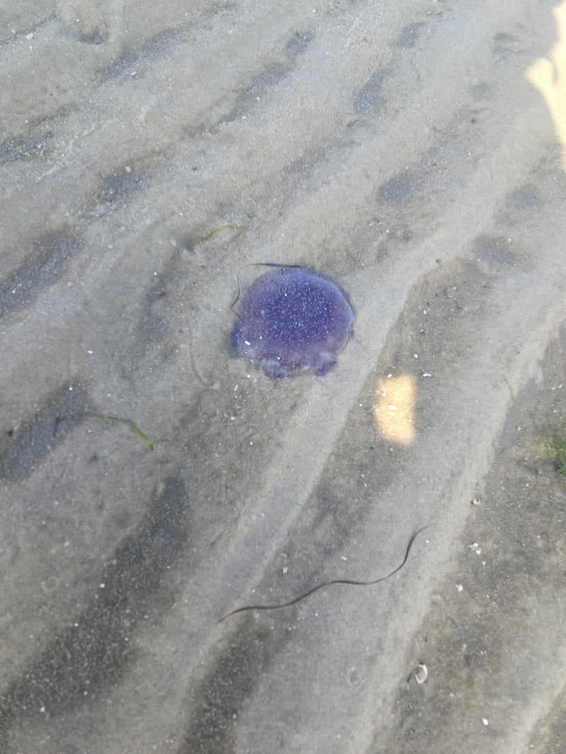 Méduse d'ortie bleue — Bild 1