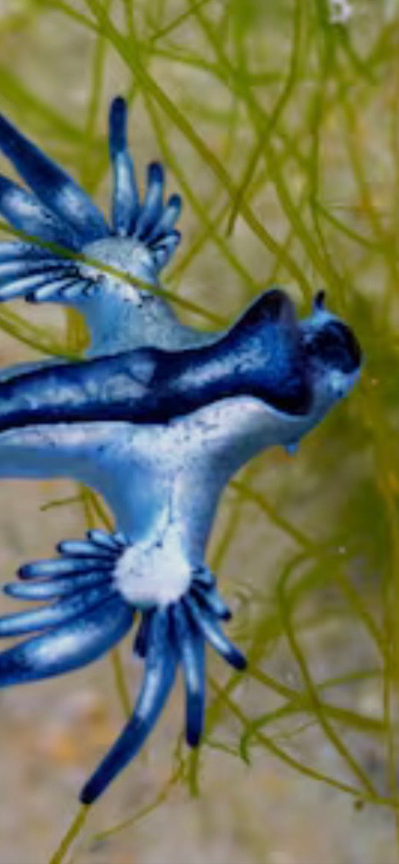 Blaue Ozeanschnecke — photo 1 sur 1
