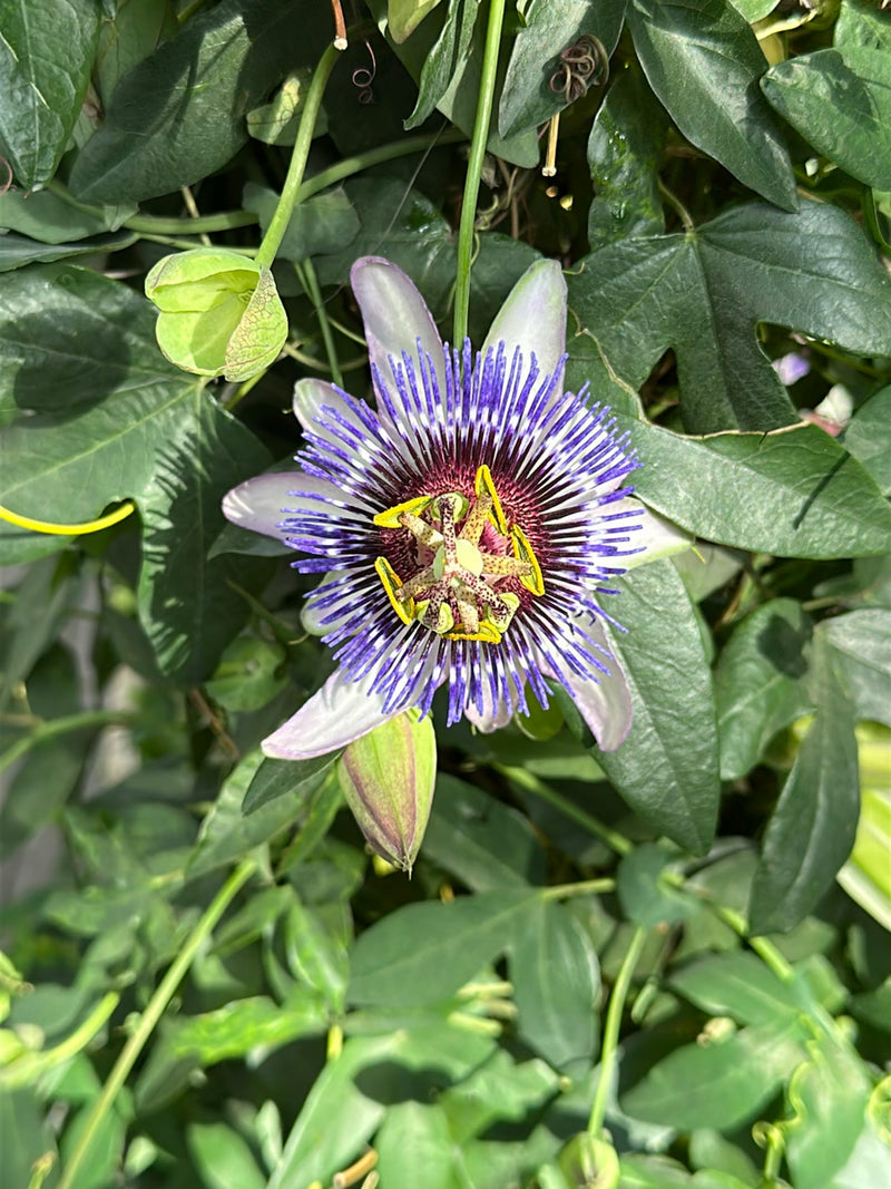 Passiflore bleue — Bild 1