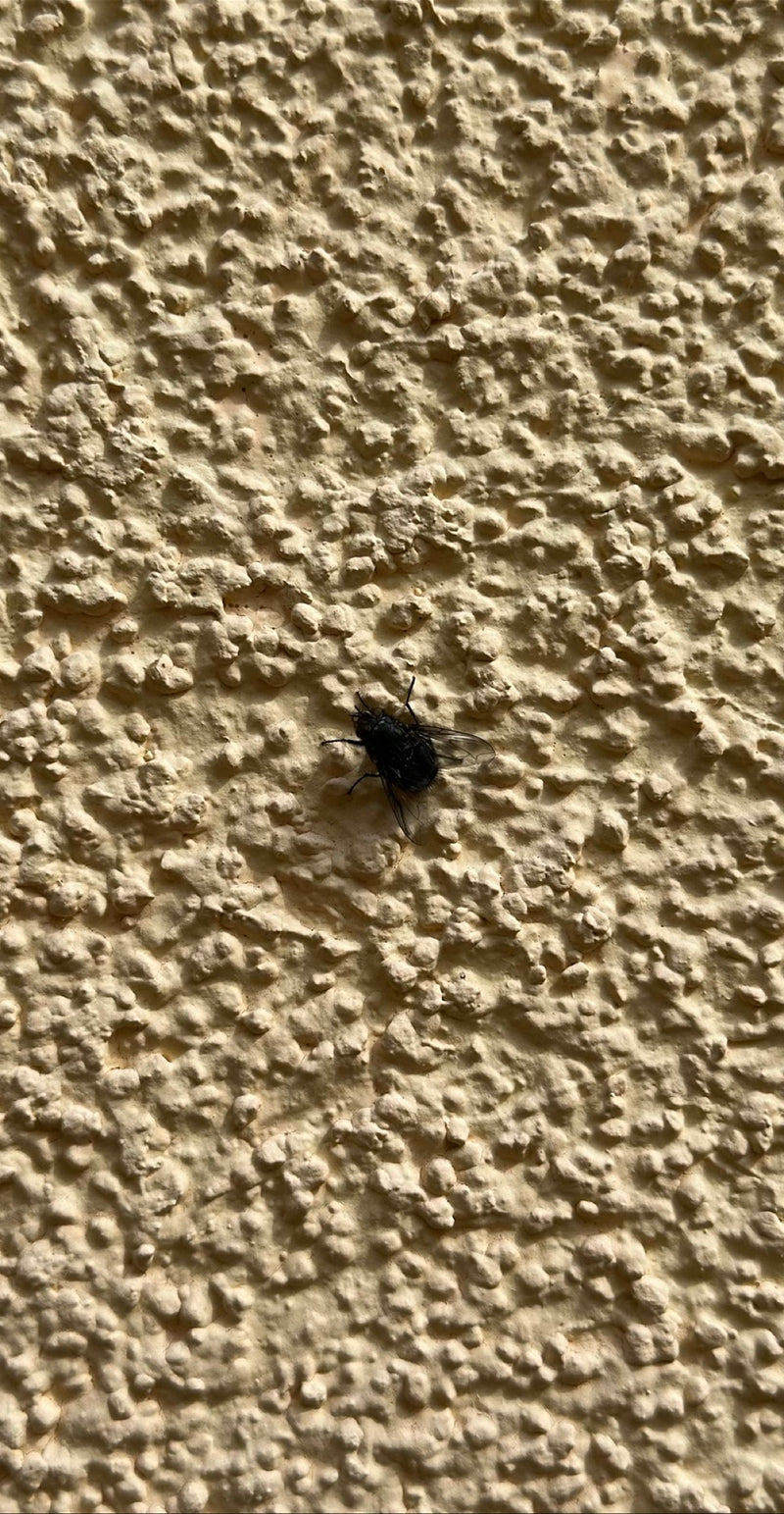 Mouche à viande — Bild 5