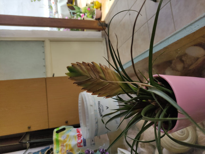 Tillandsia bleue — Bild 2