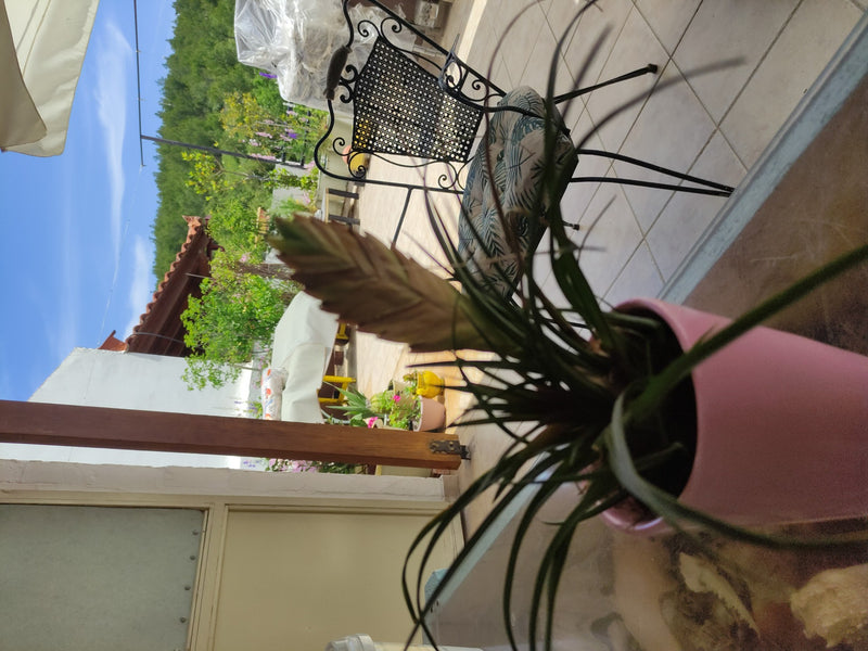Tillandsia bleue — Bild 1