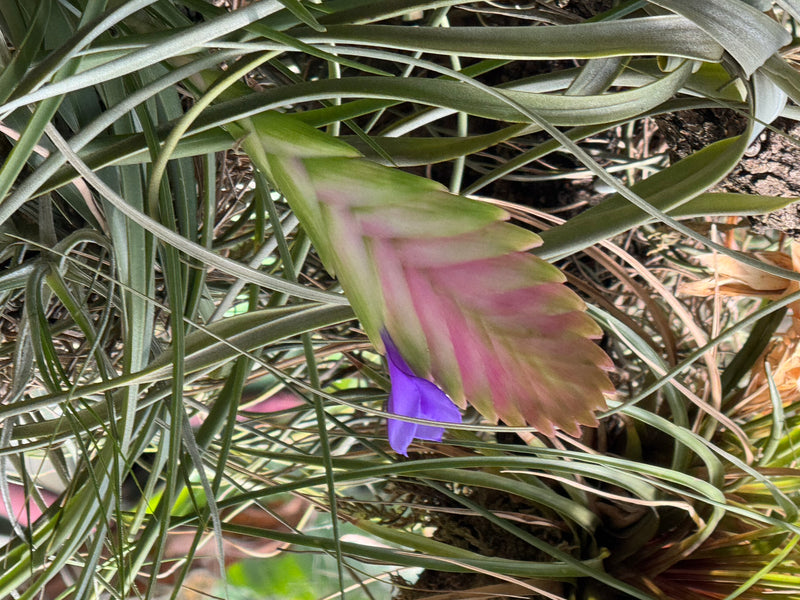 Une tillandsia raquette présentant un épi floral aplati rose d'où émerge une fleur bleu violacé, entourée de feuilles étroites.