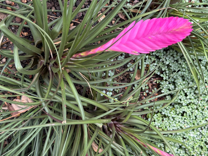 Une tillandsie raquette avec d'étroites feuilles vertes et une inflorescence rose vif vue d'en haut.