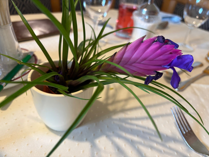 Tillandsia bleue — photo 4 sur 5