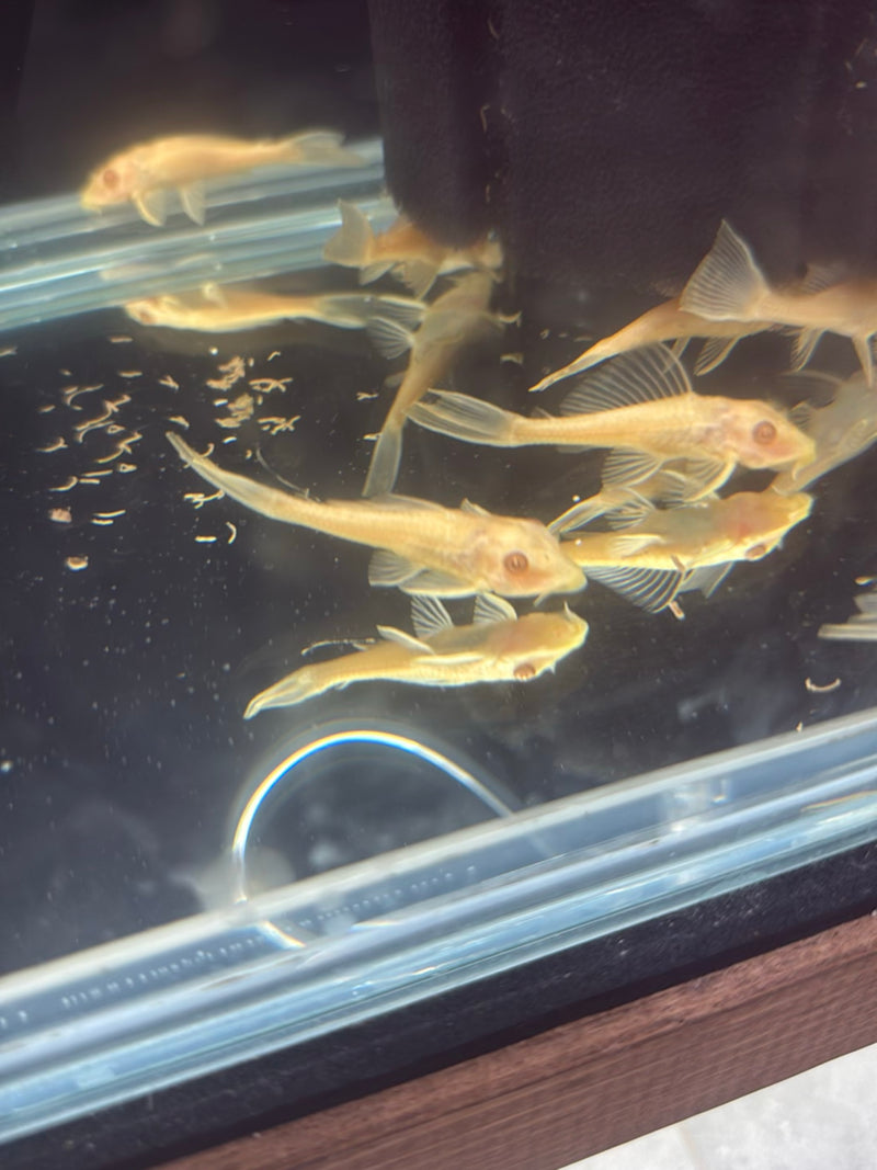 Poisson-chat à antenne bleue (forme de reproduction albinos) — Bild 1