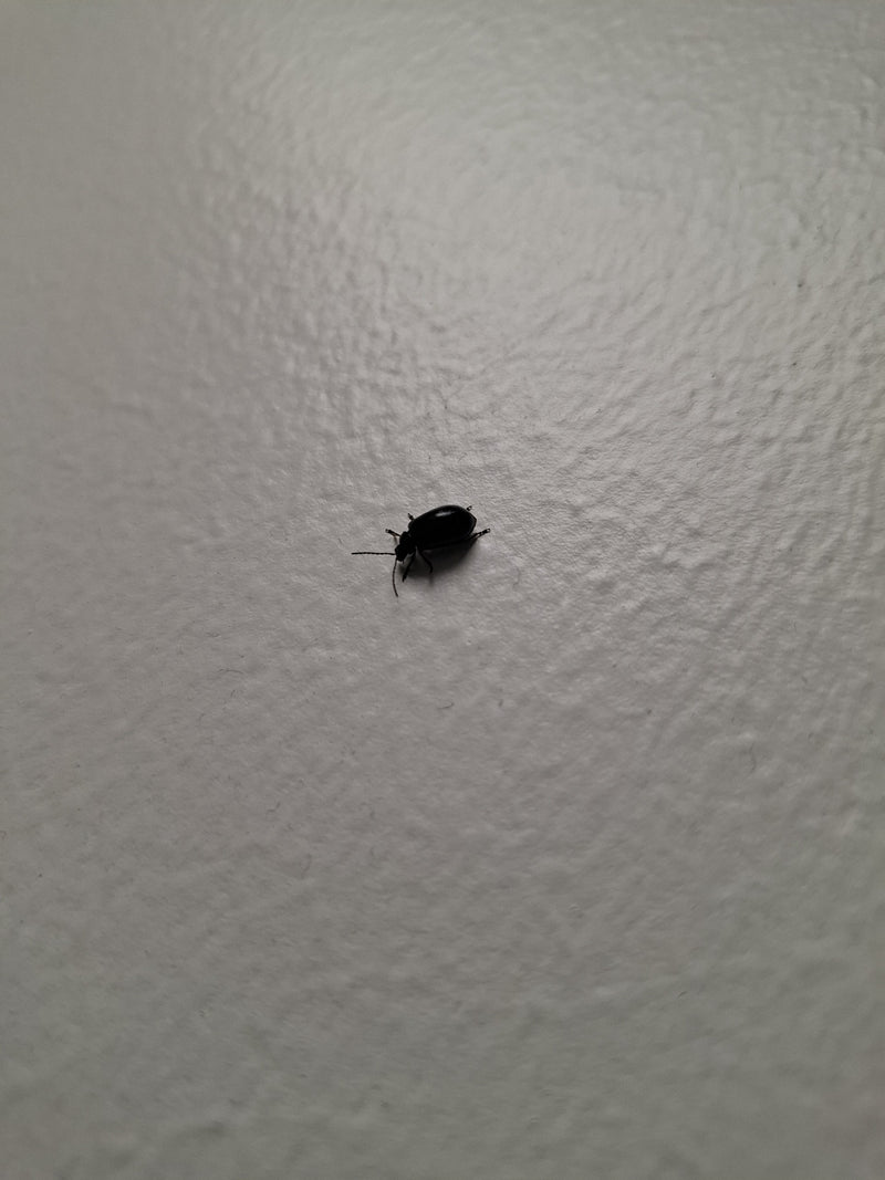 Un chrysomèle de l'aulne est posé sur un mur clair. La vue du dessus montre l'insecte aux reflets sombres en position immobile.