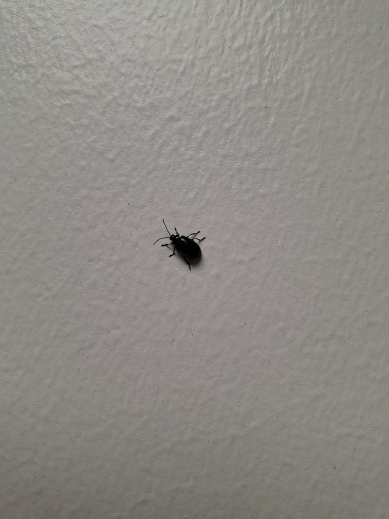 L'image montre une chrysomèle de l'aulne assise sur un mur clair et texturé. L'insecte présente sa coloration et sa forme bleu foncé typiques.