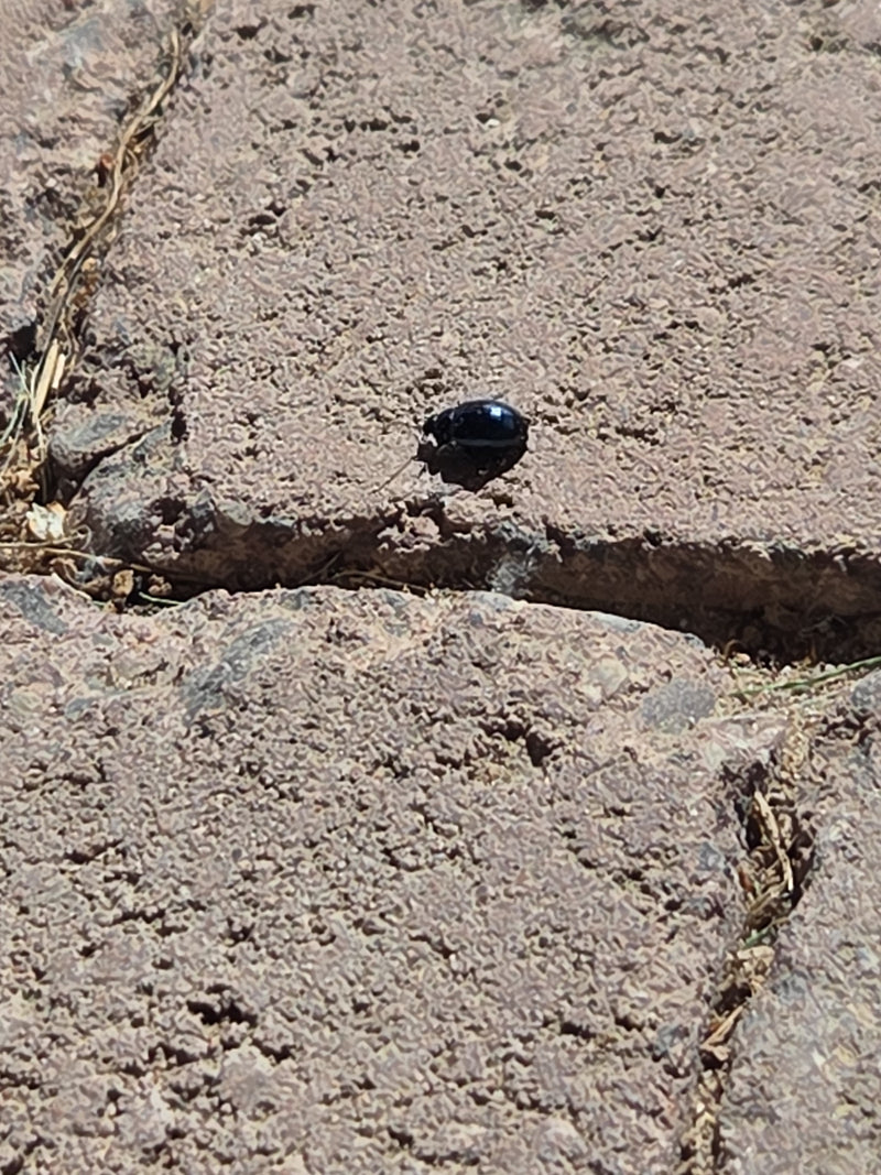 Coléoptère bleu de l'aulne — Bild 1