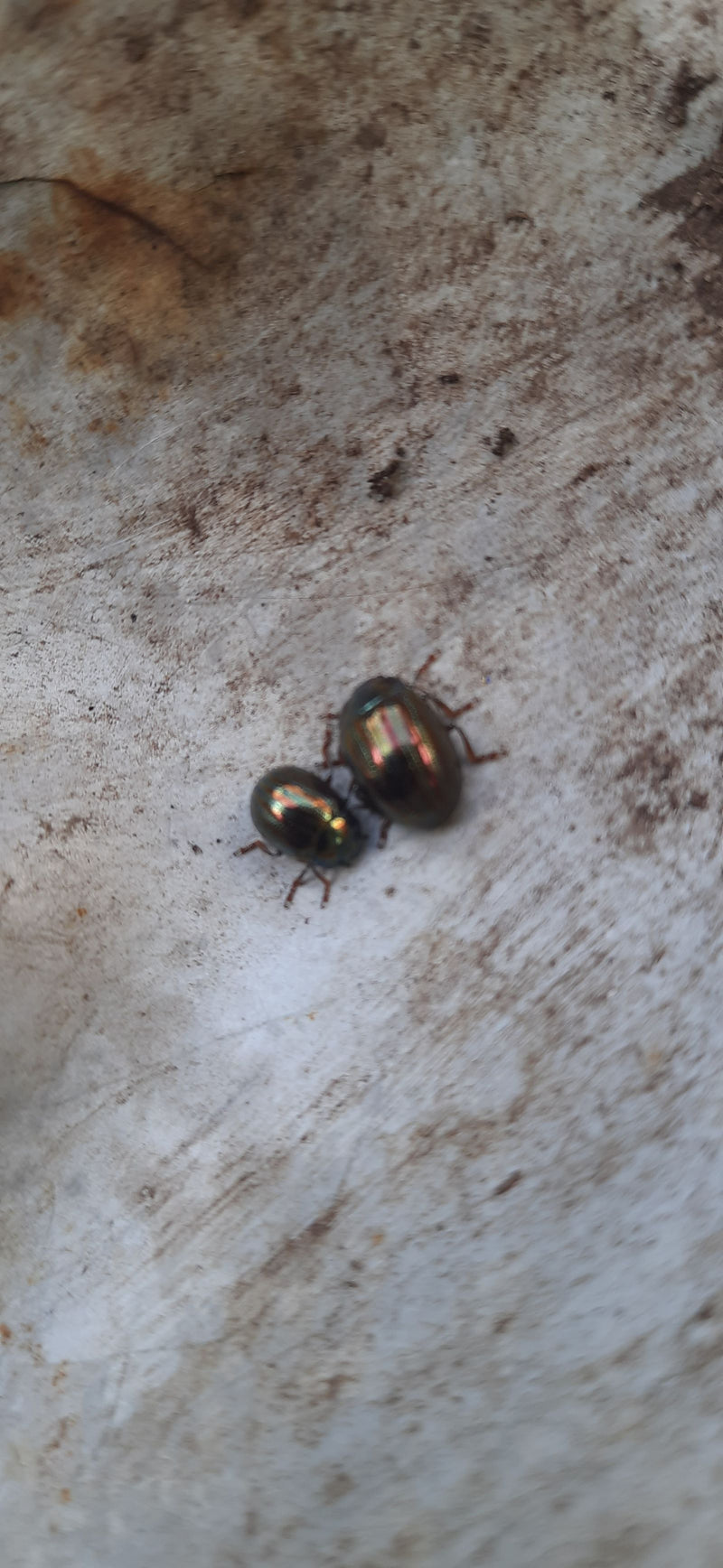 Deux chrysomèles de l'aulne sont posées sur un fond clair et texturé. Elles présentent leur coloration métallique caractéristique.