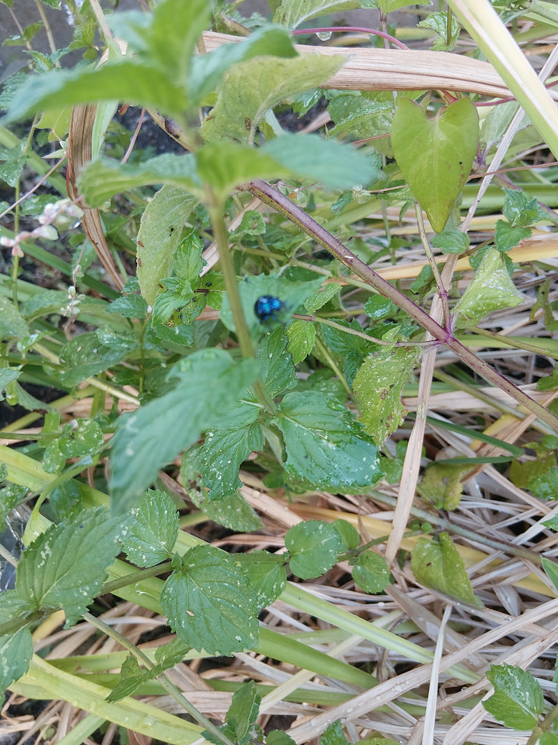 Un chrysomèle bleu est assis sur une feuille de plante verte. Le sujet est cependant très petit et flou.