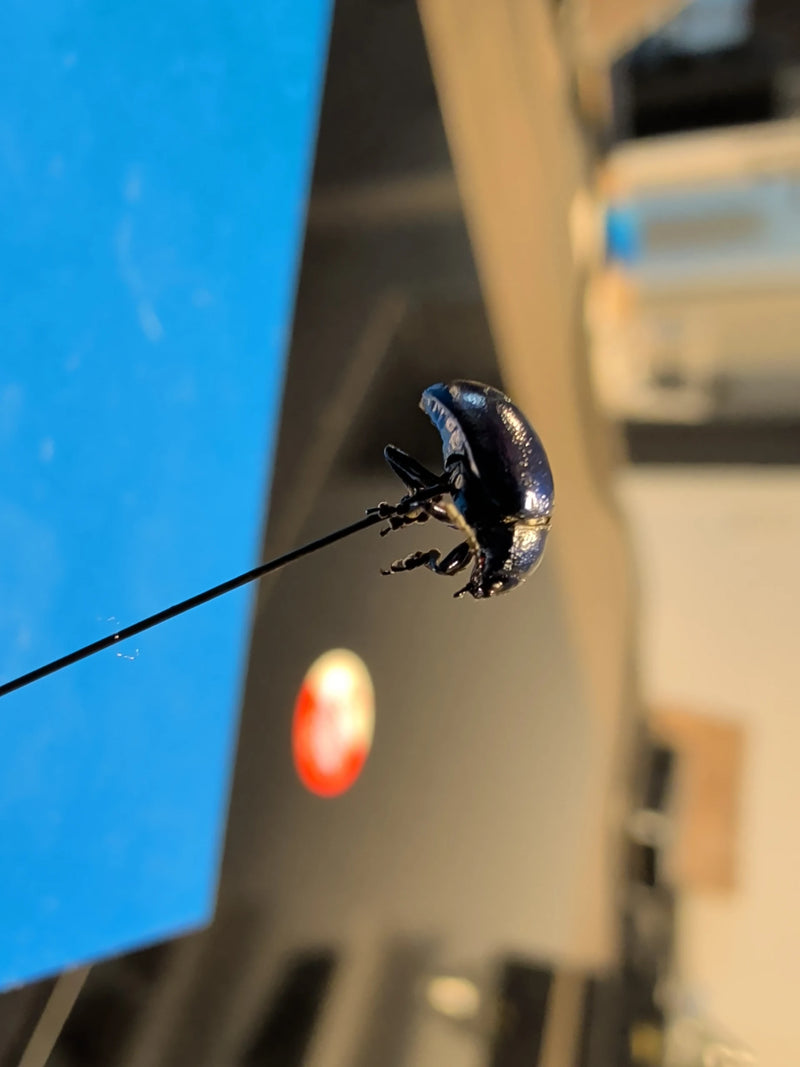 Un chrysomèle bleu métallique brillant est épinglé sur une aiguille entomologique.