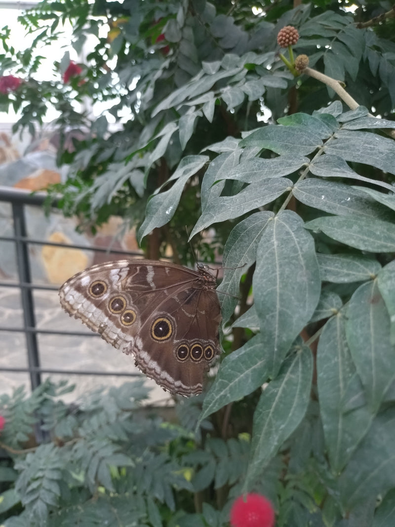 Papillon morpho bleu — Bild 2