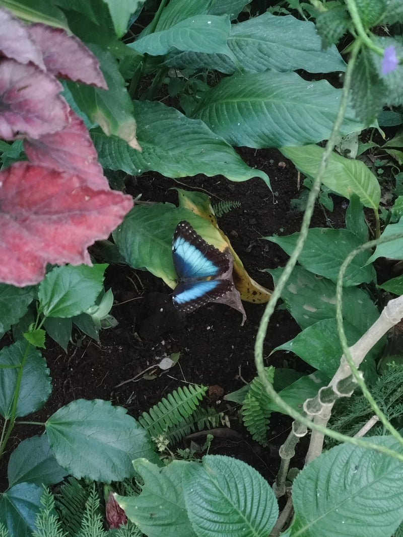 Papillon morpho bleu — Bild 1