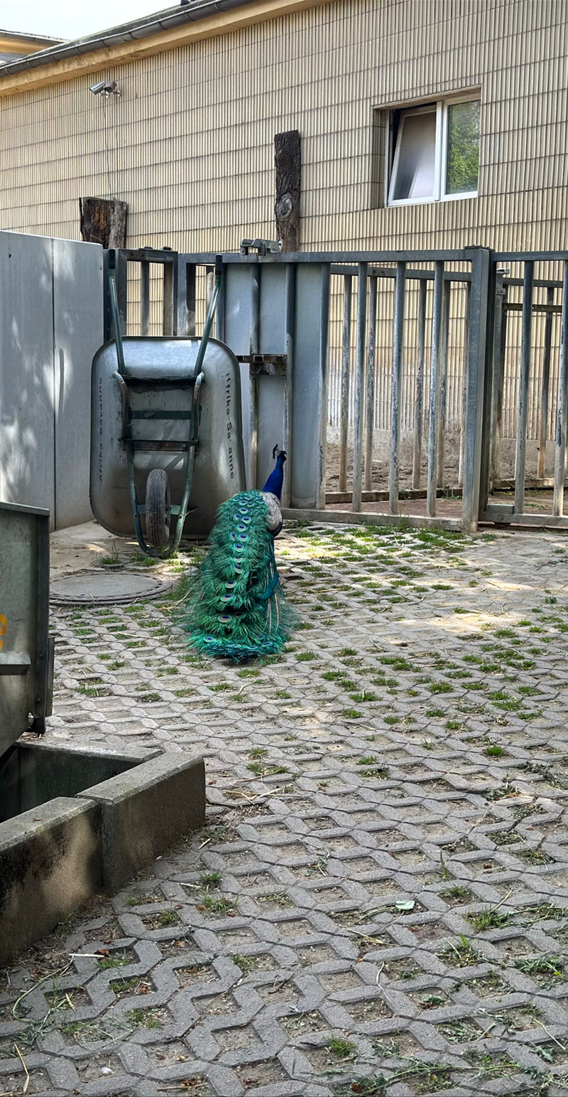 Paon bleu — Bild 3