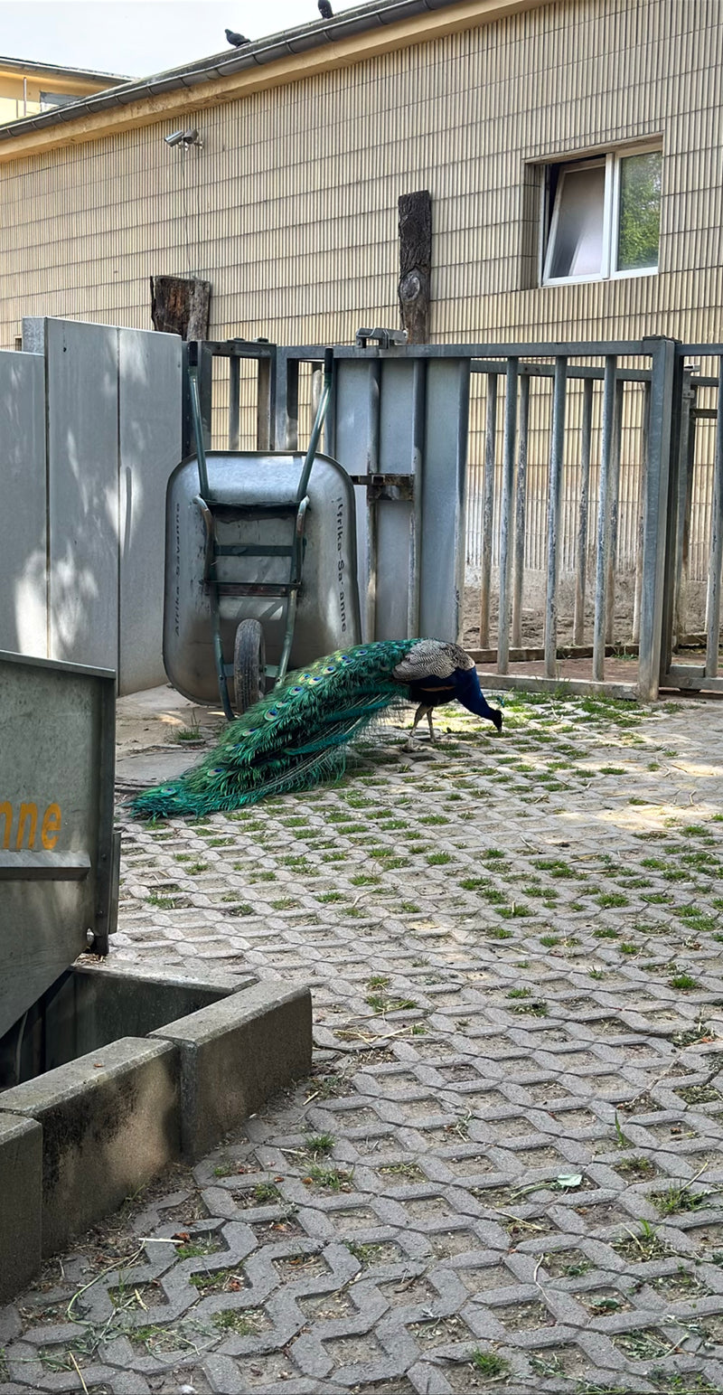 Paon bleu — Bild 2