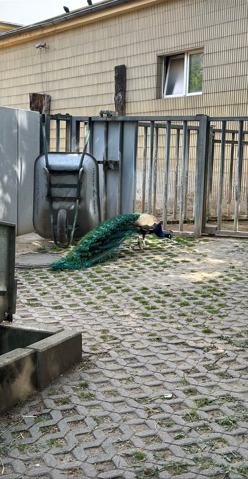 Paon bleu — Bild 1