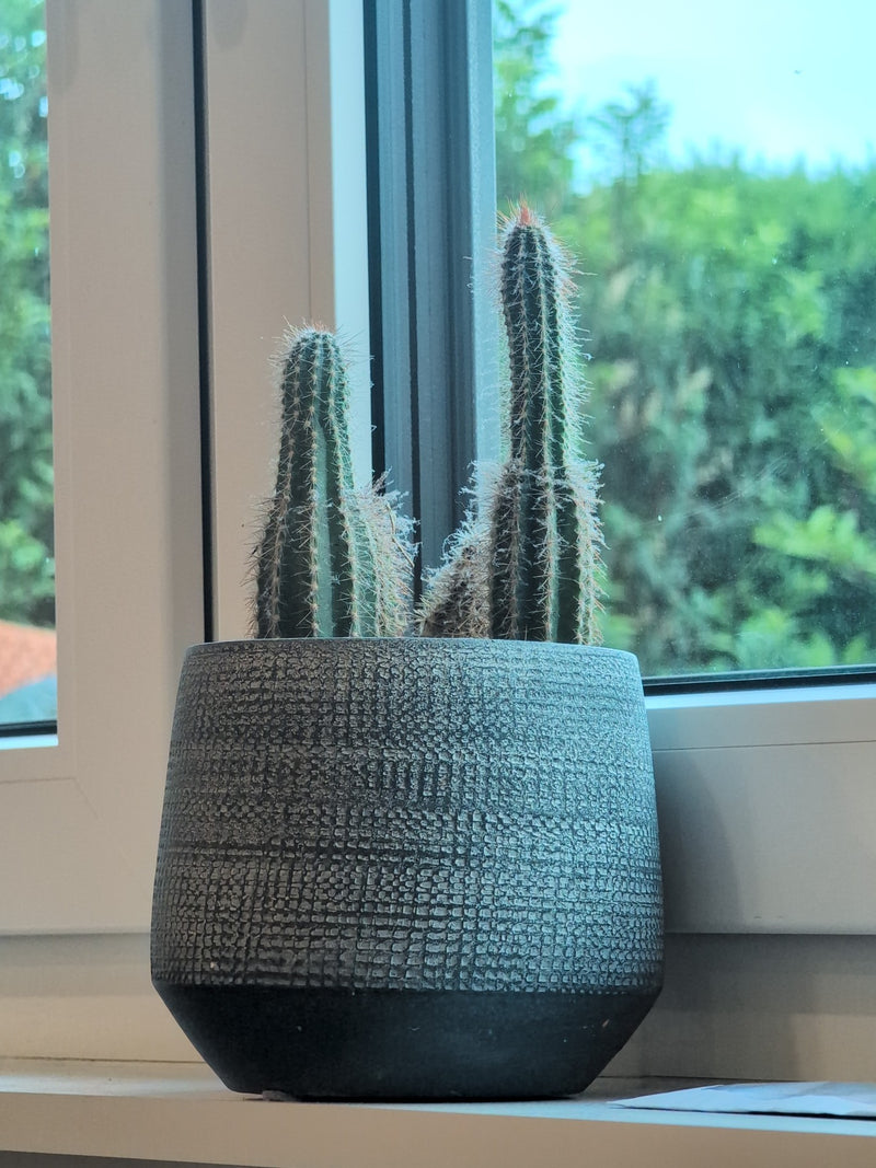 Cactus colonnaire bleu — Bild 1