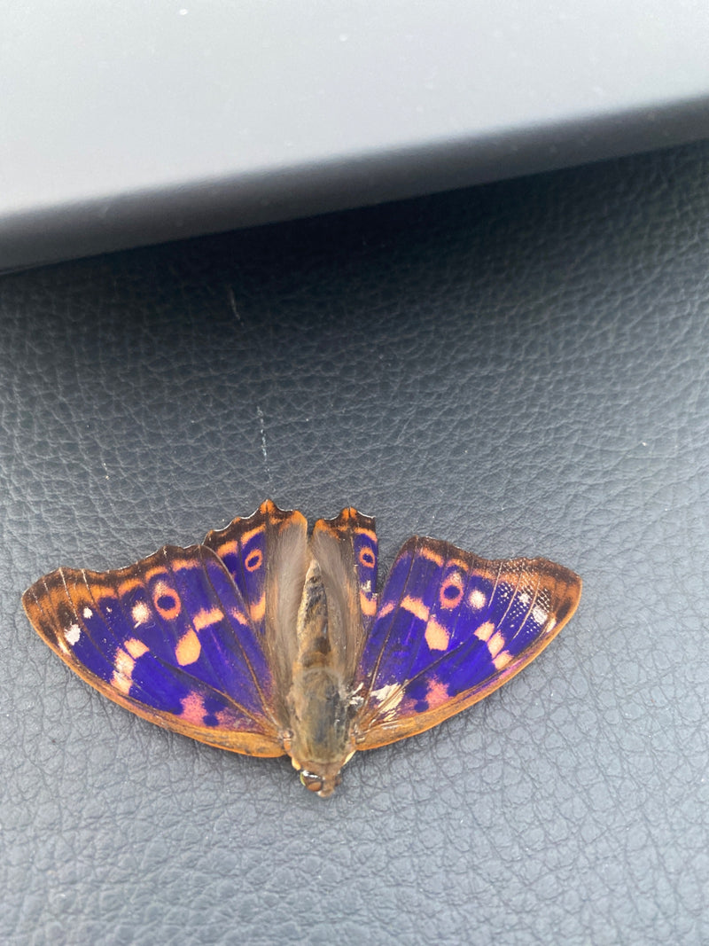 Papillon pensée bleue — Bild 1