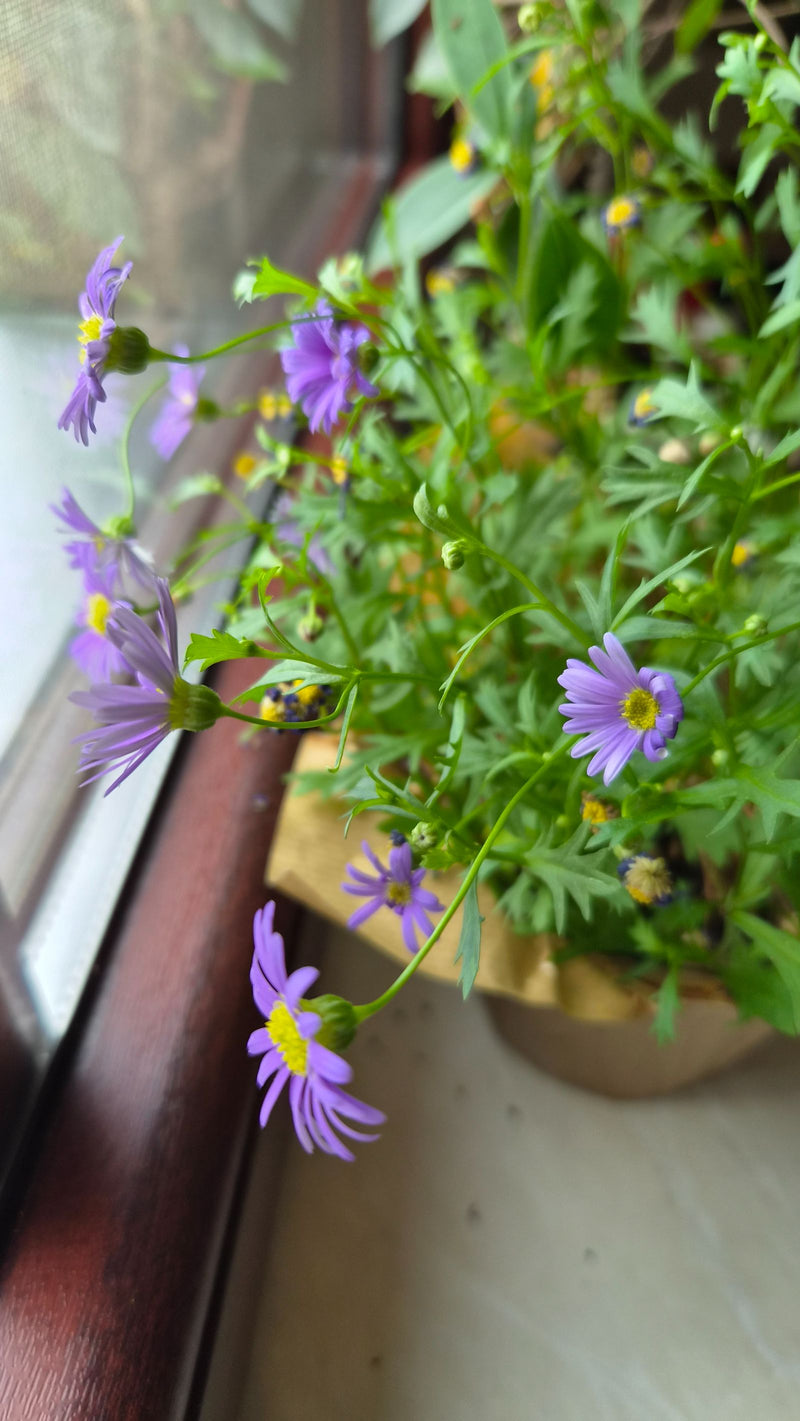 Marguerite bleue — Bild 1