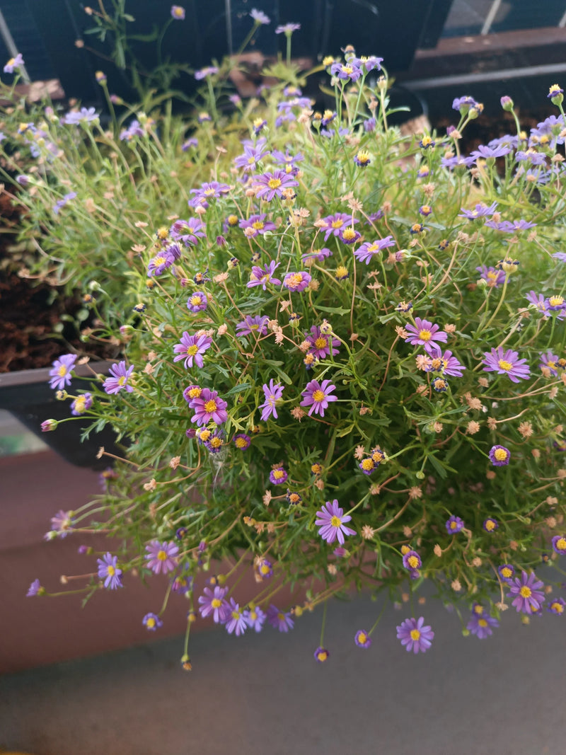 Marguerite bleue — photo 2 sur 5