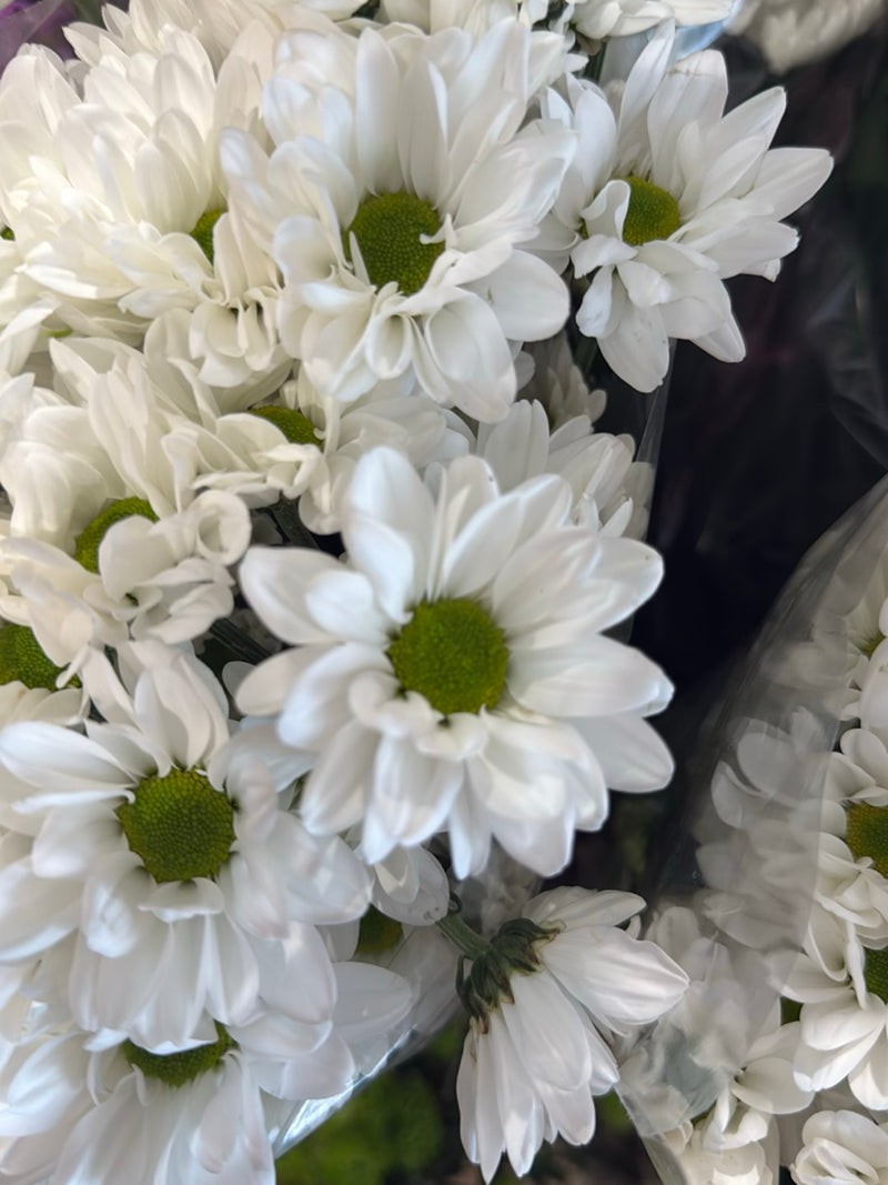 Marguerite bleue — photo 4 sur 5