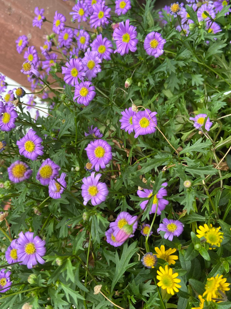 Marguerite bleue — photo 1 sur 5