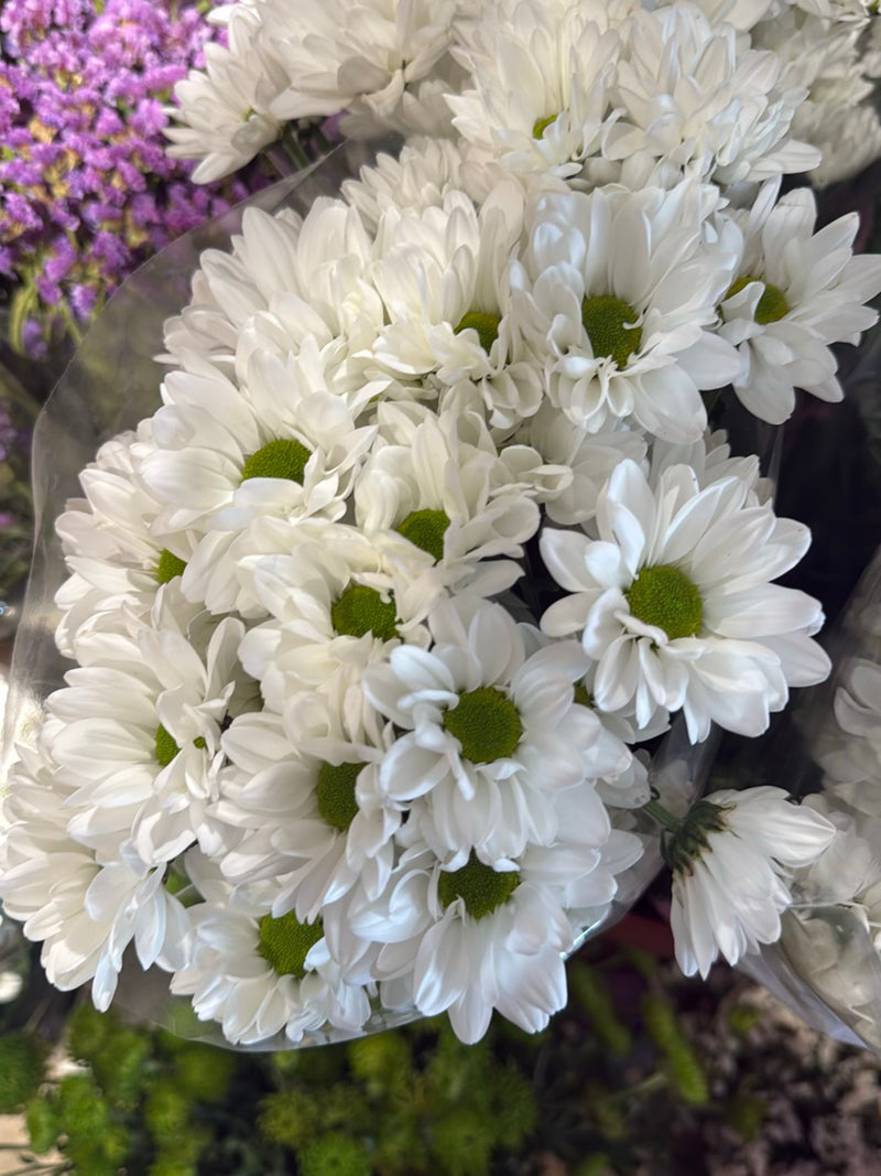 Marguerite bleue — photo 3 sur 5