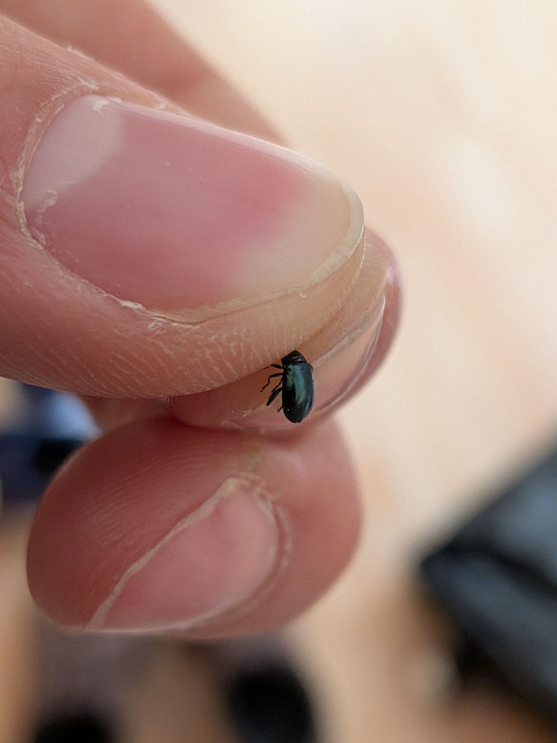 Un coléoptère bleu foncé repose sur le bout d'un doigt humain. L'insecte est visible en gros plan.