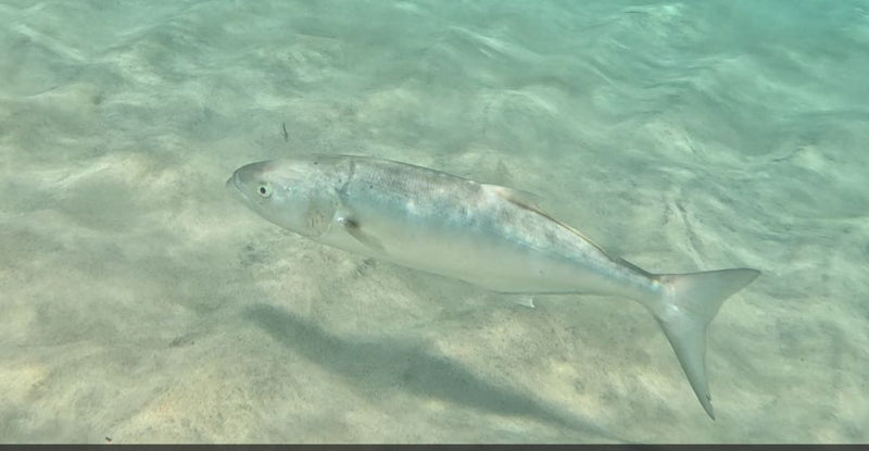 Blaufisch — photo 1 sur 1