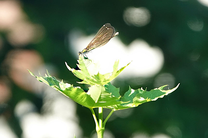 Demoiselle aux ailes bleues — Bild 1