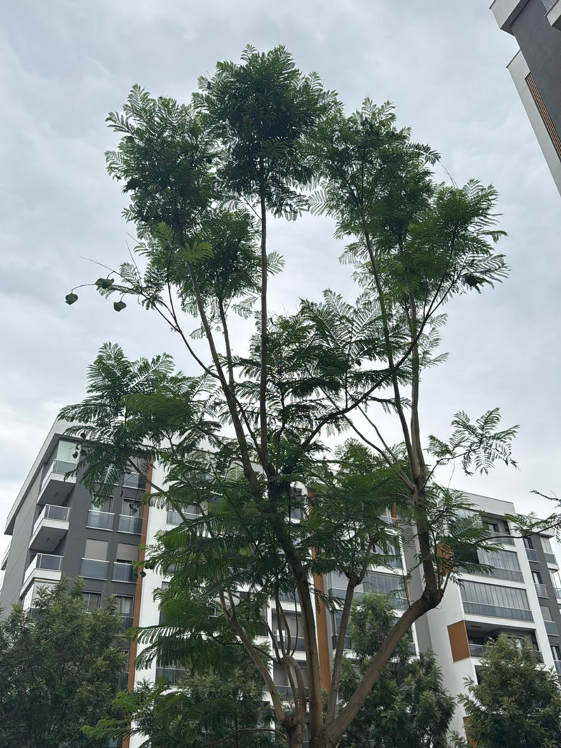 Jacinthe des bois — Bild 2