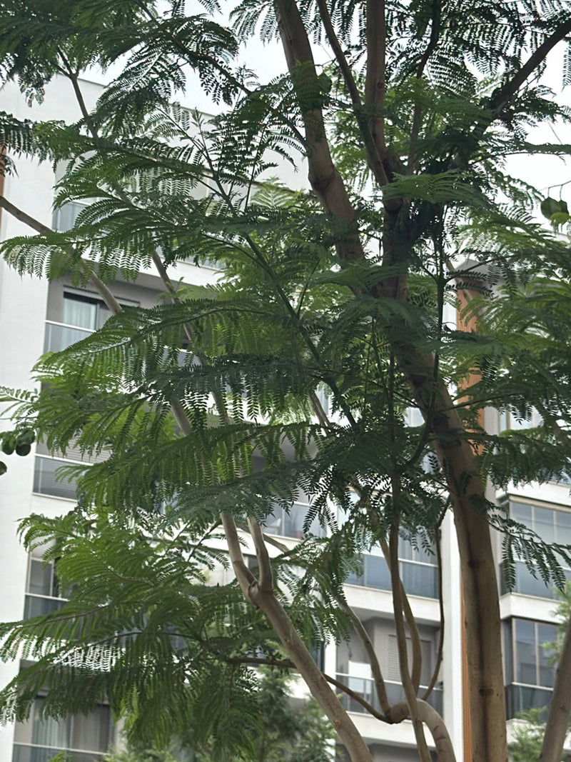 Jacinthe des bois — Bild 1
