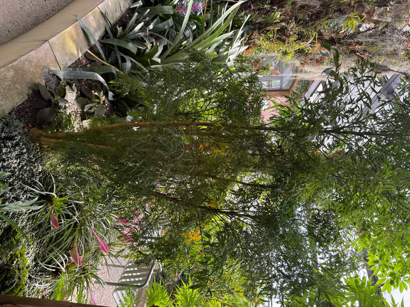 L'image montre une jeune plante aux feuilles finement pennées, semblables à celles d'une fougère. Elle pousse dans une serre parmi d'autres plantes tropicales.
