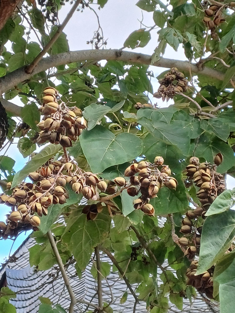 On peut voir les capsules ligneuses caractéristiques et les grandes feuilles en forme de cœur d'un paulownia dans la cime de l'arbre. Les grappes de fruits s...