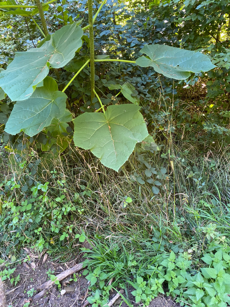 On aperçoit un jeune paulownia tomentosa avec de grandes feuilles caractéristiques en forme de cœur à la lisière d'une forêt. La plante pousse dans un enviro...