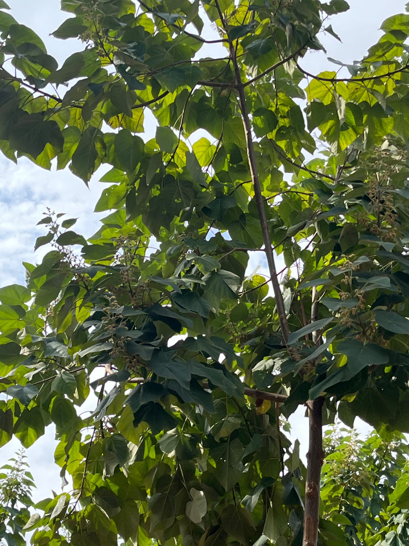 Vue dans la cime d'un paulownia tomenteux montrant de grandes feuilles cordiformes et des boutons floraux en formation contre le ciel.