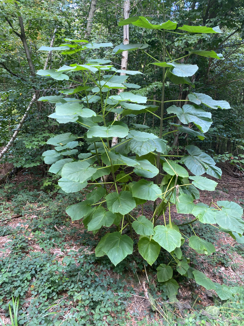 On aperçoit un jeune paulownia aux feuilles caractéristiques, grandes et cordiformes, dans une forêt. La plante pousse dans un environnement naturel avec un ...