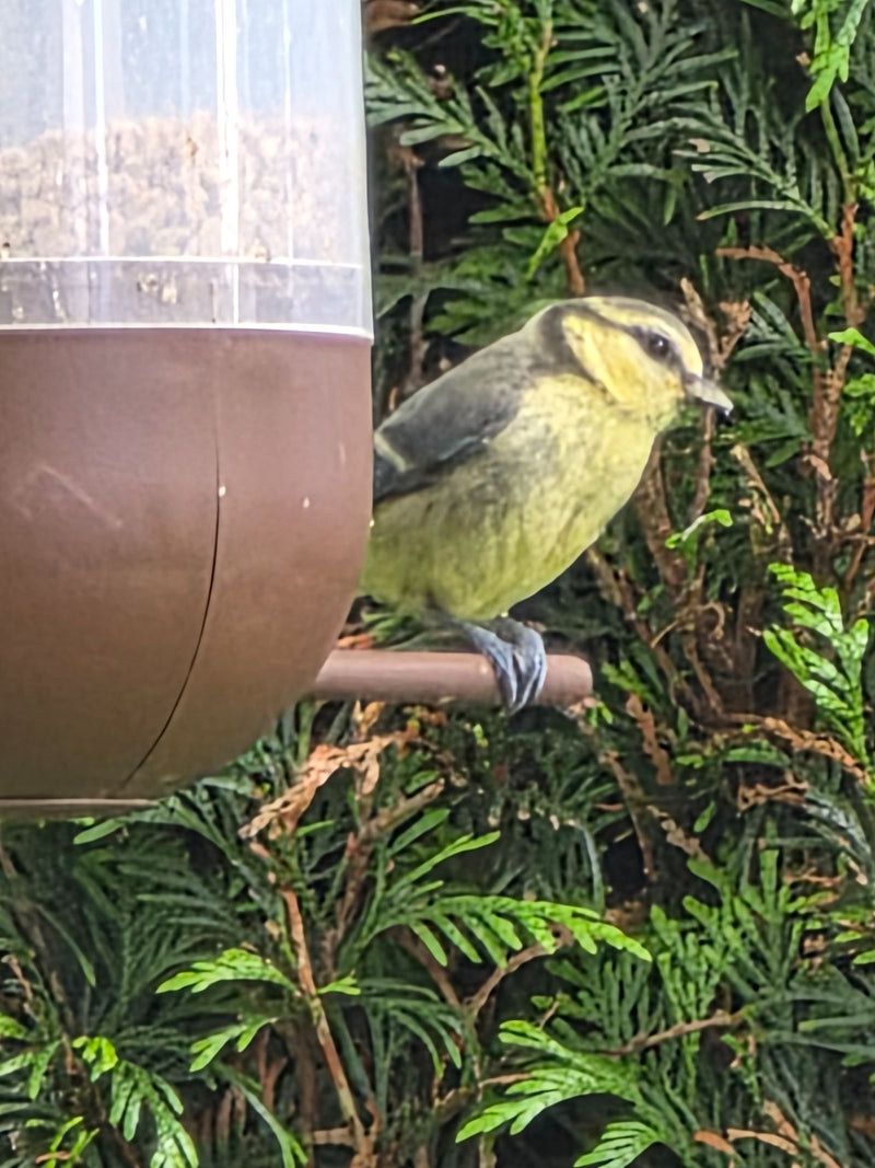 Mésange bleue — Bild 1
