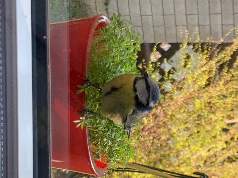 Mésange bleue — photo 5 sur 10