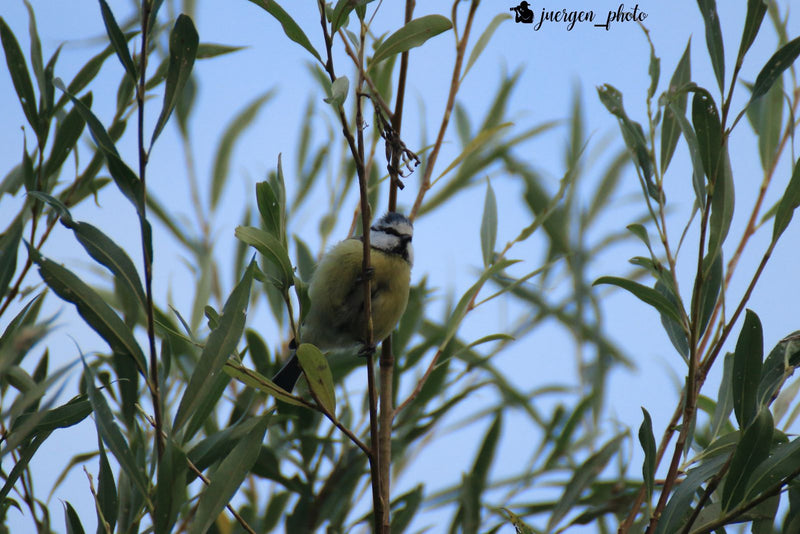 Mésange bleue — photo 4 sur 10